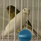 للبيع جوز كناري سوري دم صافي
