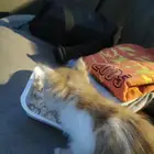 قطو للتبني