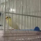 للبيع ذكر كناري سوري دم صافي العمر 5 أو 6