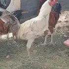 دجاج نظيف