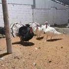 ديوك رومي طيبه بالحيل بالحيل للبيع