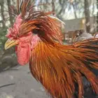 ديك بولش للبيع