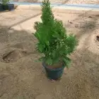 أشجار متنوعه وزيتون كميات