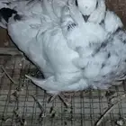 زوجين حمام كشكش. كشكشي. نوادر الحمام