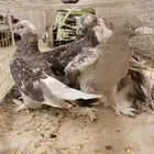 حمام كويتي و تركي عروق طيبة على السوم