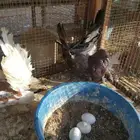 حمام رقاص