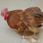ديك كوشن قزمي اورنج للبيع
