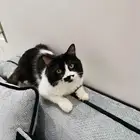 قطط شيرازي للتبني