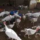 دجاج رومي