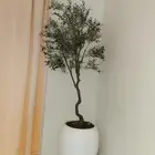 شجرة شبه طبيعي مثمر عنب