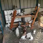 حمام للبيع