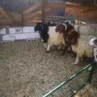 طليان نعيم طيبه