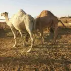 عشرا طيبه وفيها حليب وضريبتن طيبه ولدها متيم شحم له حول السن