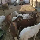 بهم سواكن مرابي