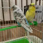 للبيع طيور حب بادجي ذكر و انثى مع القفص