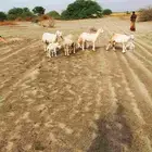 ضأن للبيع خلفات