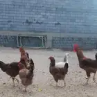 دجاج فرنسي