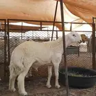مشروع فحل حري تم البيع