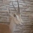 غزلان محنطة