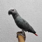 كاسكو هولندي هدد نشبه