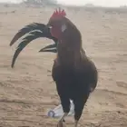 ديك فحل