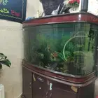 حوظ معى السمك على السوم رقم التواصل 966 56 785 6695