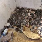 صوص فيومي وبلدي بعمر 3 الى 5 ايام