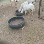 غنم حرري ومهجن  تم البيع