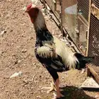 ديك باكستاني