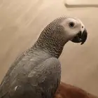 كاسكو إنتاج محلي متكلم