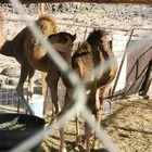حشو للبيع