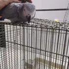 ببغاء كاسكوا حجم جاموا متكلم