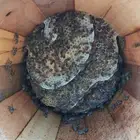 نحل بلدي للبيع مدور
