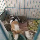 صغار ارانب للبيع عمر ثلاث اسابيع