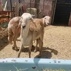 للبيع سواكن ذبايح