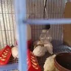 سمان تكسس العملاق العمر تغريبا 20 يوم