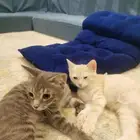 قطط