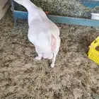 عنز قزمي مكس للبيع في الأحساء