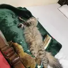 قطه شيرازيه للتبني