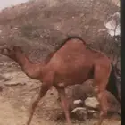 قعدان للبيع عدد 8