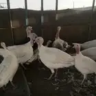 دجاج وديوك رومي