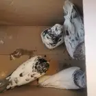 حمام بكستني