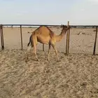 قعود للبيع