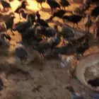 العرض صوص فيومي وبلدي بعمر شهر