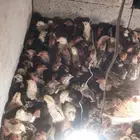 صوص فيومي وبلدي بعمر اسبوع وأكثر