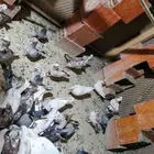 حمام فرنسي سوبر جانبو