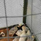 رومي عمر 3 أسابيع شرط الصحى ونضافه