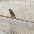 بنقليز