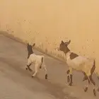 عنز بلدي للبيع