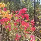 مشتل نور